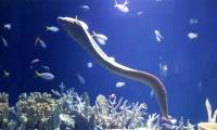 Strange facts about eels you may not know