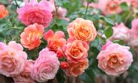 The biggest mistake when growing roses and how to fix it