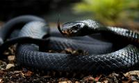 Deadly secret of black mamba venom that 'defeats' antidote serum