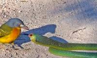 The killer bird blinds and defeats poisonous African snakes