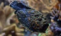 The most dangerous fish in the world, with the largest venom gland of any other fish