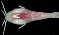 The most 'difficult to eat' shrimp on the planet, can live in water as hot as 450 degrees Celsius