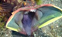 The mystery of the 'kiss of death' of the big-mouthed fish, which opens its mouth 4 times wider each time it fights