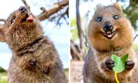 The Shocking Secret of the Quokka, the World's Happiest Animal