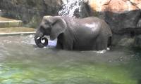 These characteristics prove that elephants are extremely intelligent animals.