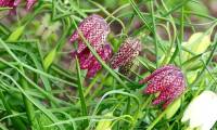 These plants and flowers are beautiful but contain deadly toxins.