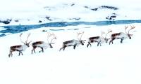 Things you may not know about reindeer