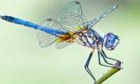 Things You Never Knew About Dragonflies