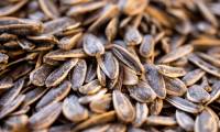Three no's when eating sunflower seeds