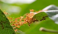 Unique teamwork secret helps weaver ants double their strength