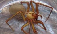What happened to a Kansas family who lived with 2,055 brown recluse spiders in their home for five years?