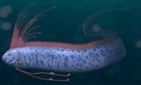 What is an oarfish? Why is the oarfish called the apocalypse fish?