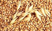 What is bo bo seed?