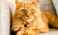 What is an orange cat? Why are some cats orange?