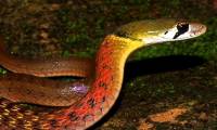What kind of snake is the red-necked snake, and is it venomous?