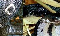 Cobra species live in Vietnam, why no king cobra?