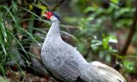 White Pheasant: What You Need to Know About the Red Book Breed