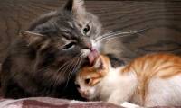 Why do cats like to lick each other?
