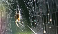 Why is spider silk stronger than steel? Science finally has the answer.