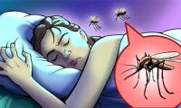 Why Mosquitoes Are Always Buzzing Around Our Ears and Simple Ways to Fix It