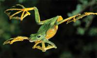 Wingless animals that can fly like birds