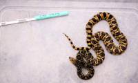 World's first snake born from frozen sperm