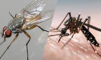 You may have to 'pay a heavy price' for swishing flies and mosquitoes that land on your body