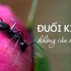 Photo of 16 tips to keep ants out of the house, simple and safe for your health