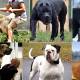 Photo of 7 dog breeds with the strongest bite force, extremely dangerous