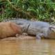Photo of Capybara: A giant rat weighing up to 68kg, at ease among crocodiles thanks to its special abilities