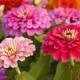 Fast flowering plants, make your garden beautiful and brilliant