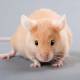 Photo of For the first time, 'superhumanized' mice with human-like immune systems have been created