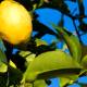 How to grow American lemon tree
