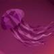 How to install Ubuntu 26.04 LTS on a PC or laptop