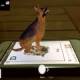 Image collection for the Animal 4D+ app.