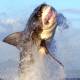 Interesting facts about the great white shark