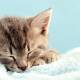 Scientists reveal why cats always sleep on their left side