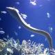 Strange facts about eels you may not know