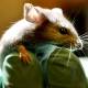 Photo of Successfully edited the genes of intestinal bacteria in living mice