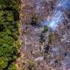 Amazon rainforest could disappear within the next century