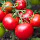 The biggest mistakes when growing tomatoes that everyone should know