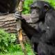 Photo of The chimpanzee speaks surprisingly human language