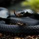 Deadly secret of black mamba venom that 'defeats' antidote serum