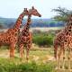Photo of The tallest land animals in the world