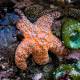 These animals can regrow lost body parts perfectly.