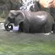 These characteristics prove that elephants are extremely intelligent animals.