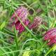 These plants and flowers are beautiful but contain deadly toxins.