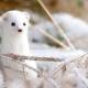 Photo of Top 4 strange animals that change color to white in winter