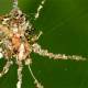 Unique spider species creates perfect clones of itself to hunt prey