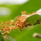 Unique teamwork secret helps weaver ants double their strength